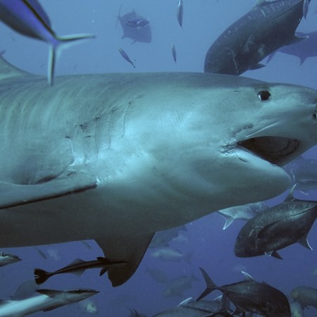 Tiger shark