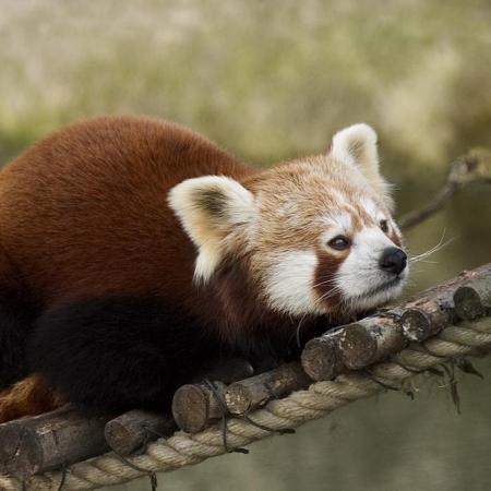 Red panda