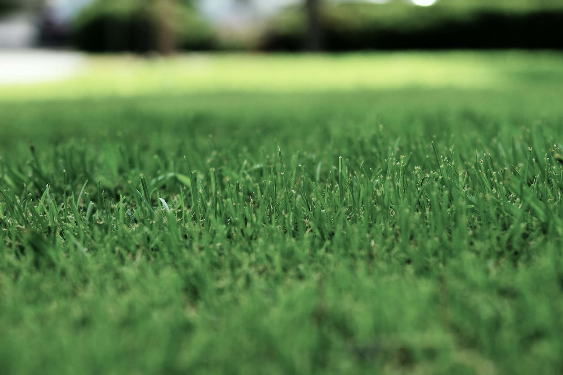 lawns