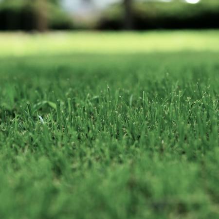 lawns