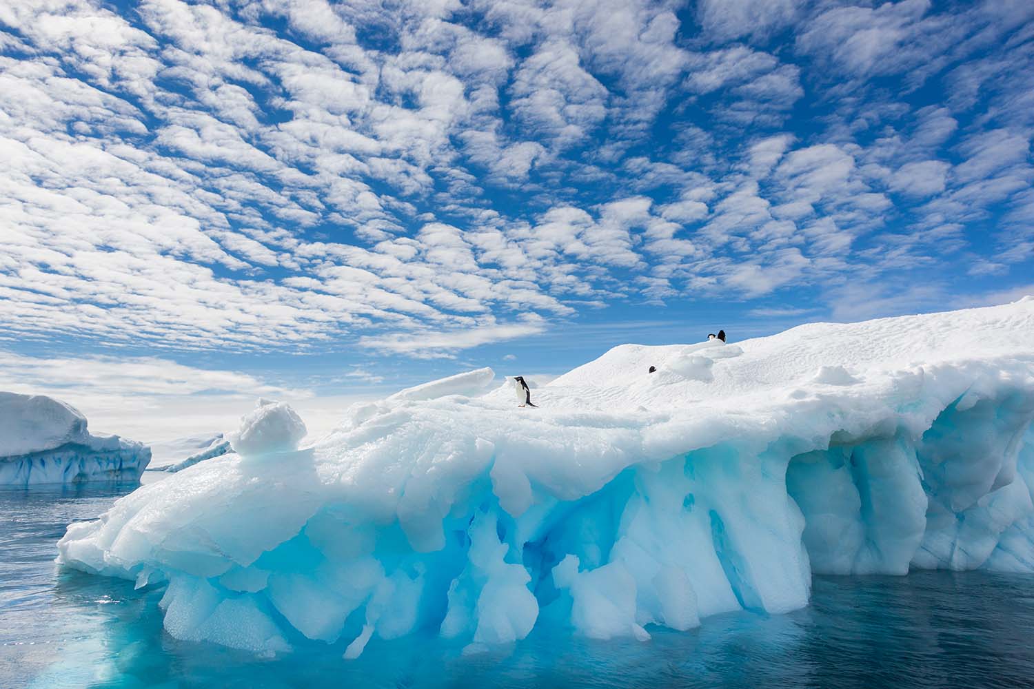Adelie penguin