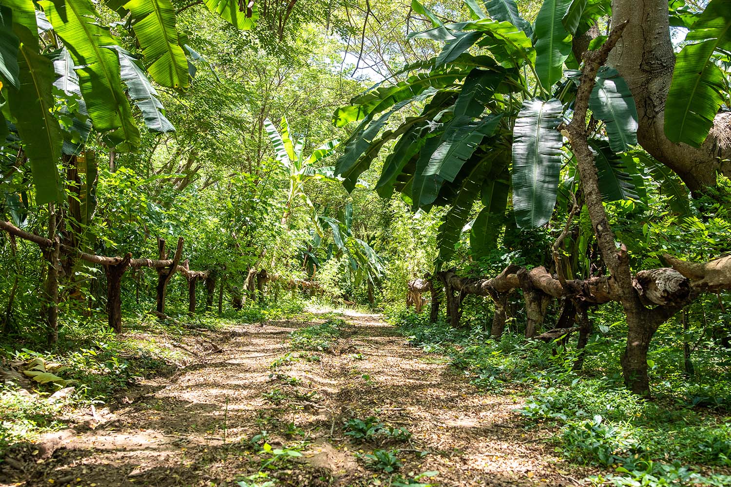 Entering the cocoa forest