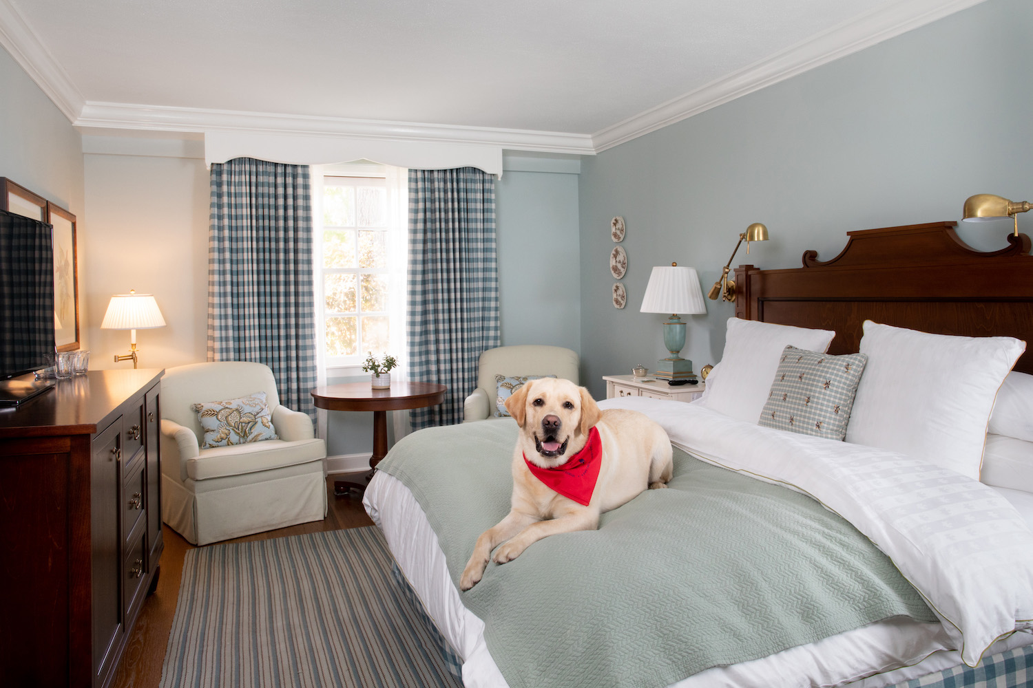 dog on the best at woodstock inn & resort