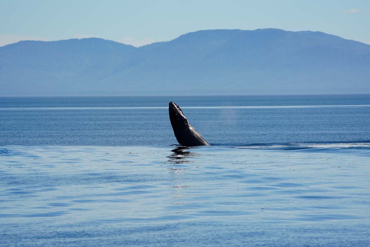 A whale breaching
