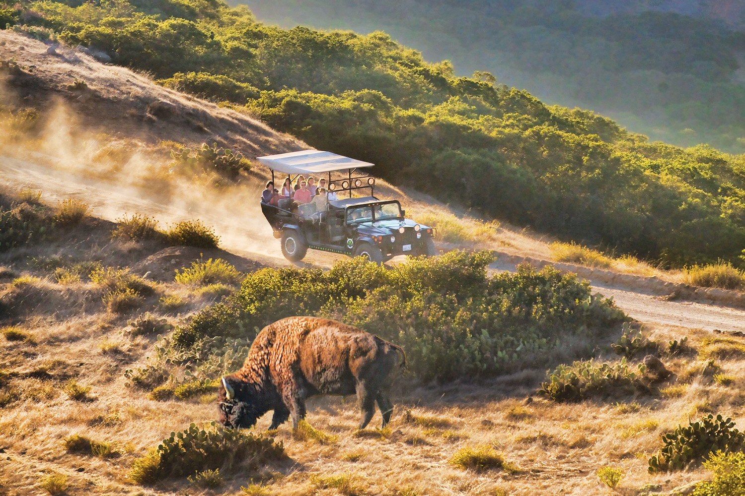 Bison Expedition on Catalina Island