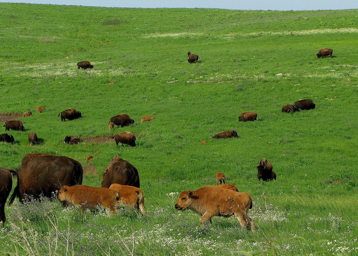 Bison