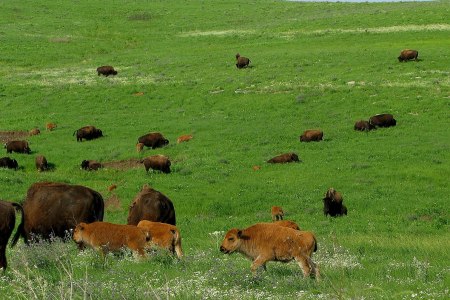 Bison