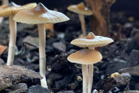 Mushrooms