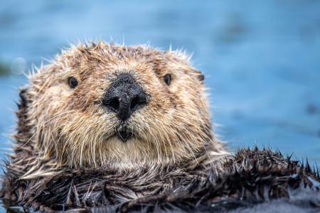 Otter