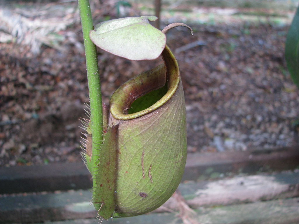 Pitcher plant