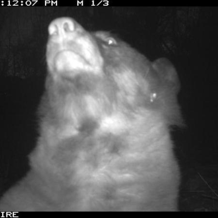It's a bear!