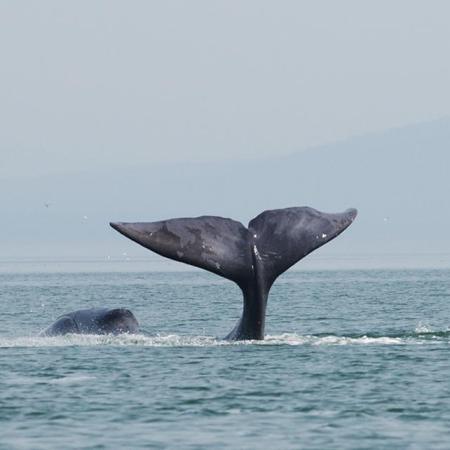 The tail of a bowhead whale, a creature known for its longevity.