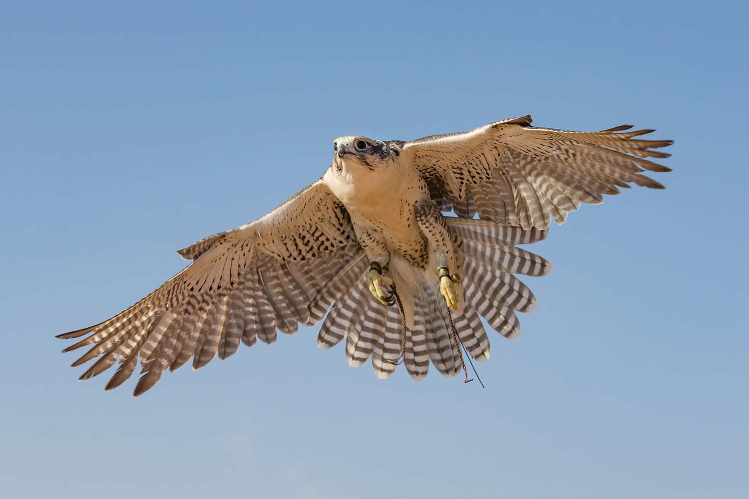 Peregrine Falcon (falco peregrinus) flying in a desert near Dubai, UAE
