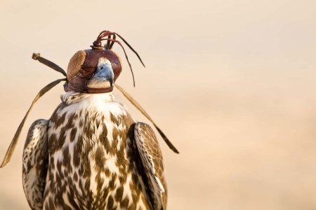 Everything to Know About Falconry in the Middle East