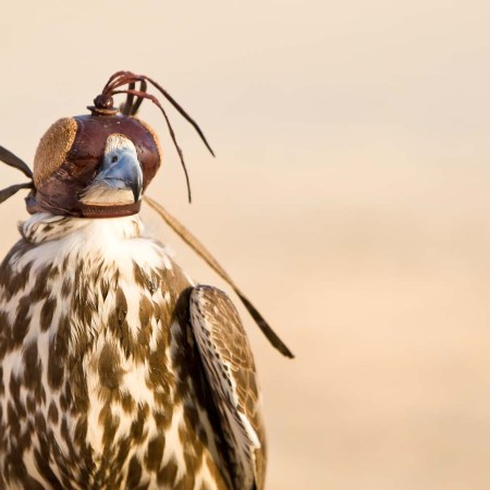 A falcon wearing its hood, shot in a middle eastern desert location.