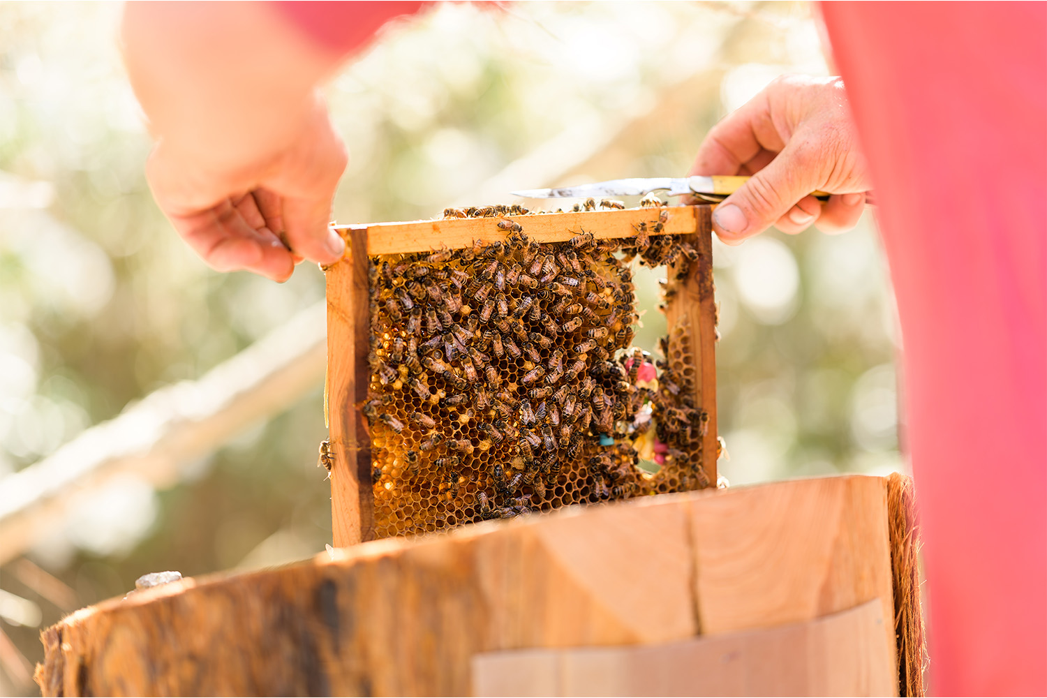 All The Buzz at Carneros Resort and Spa
