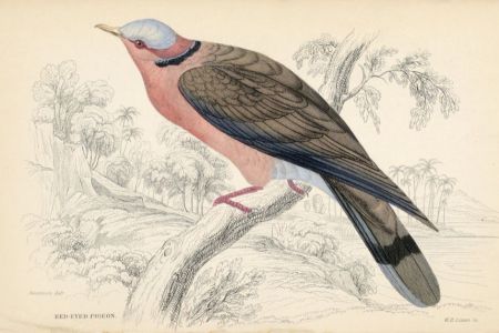 Illustration of a pigeon with a pink breast