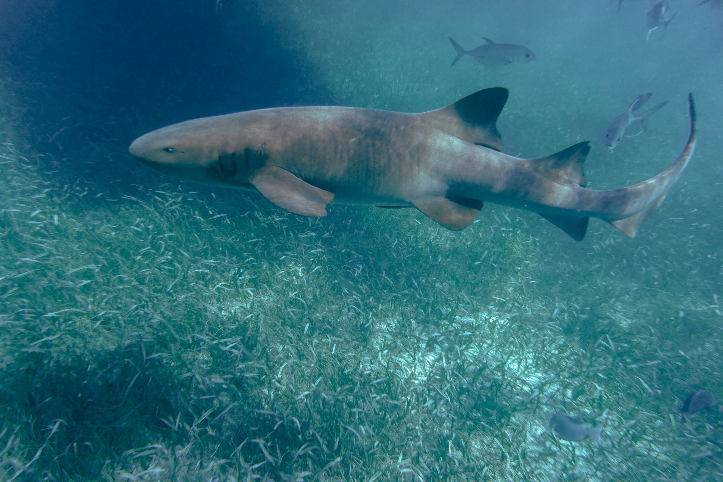 Diving with sharks