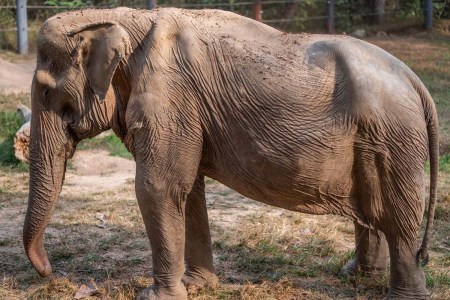Years of Tourists Riding on Elephants Is Leading to Disfigurement