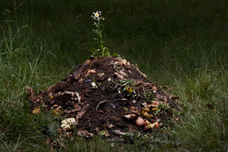 A heap of dirt with a flower growing out of it.