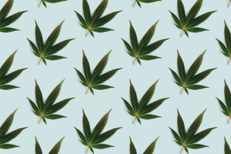 What It’s Like Becoming a Ganjier, a Sommelier for Weed