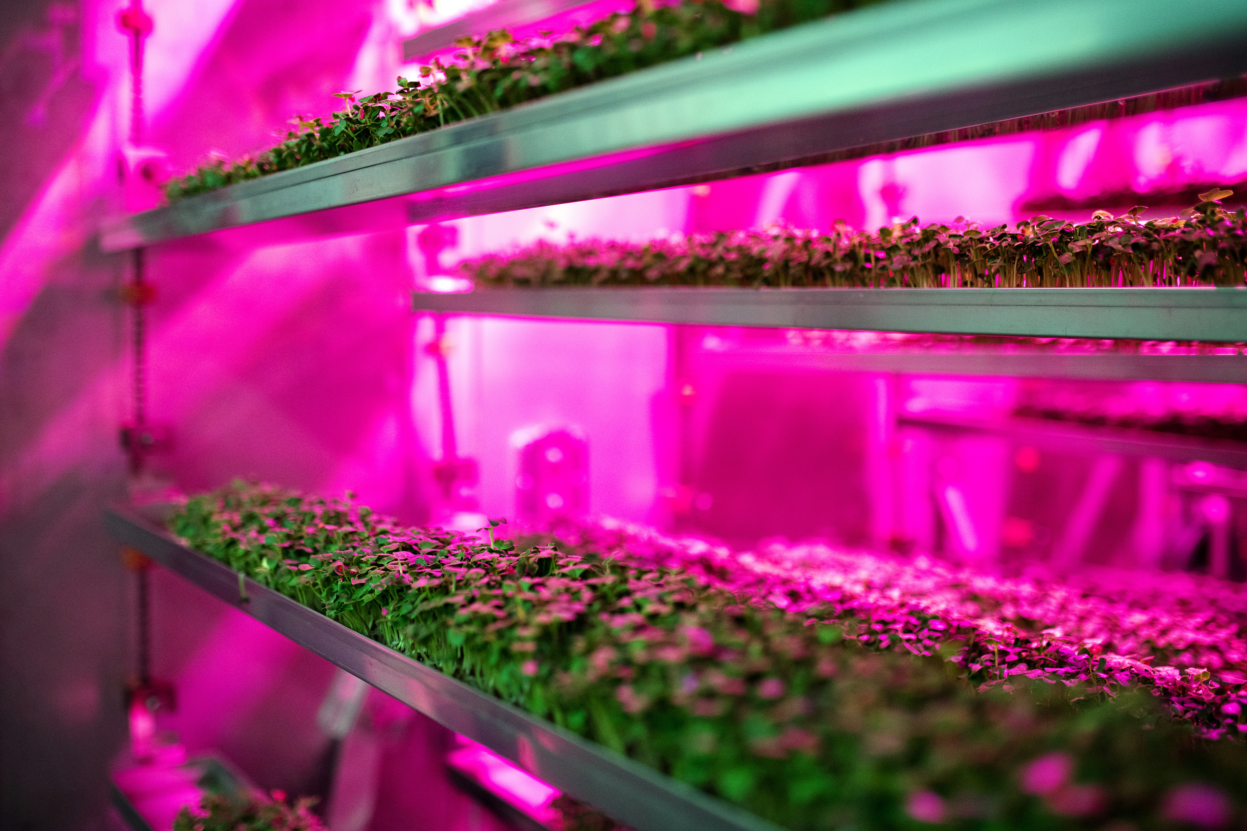 A grow light on microgreens.