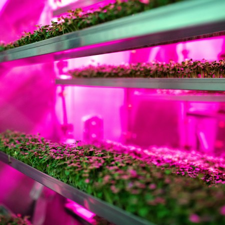 A grow light on microgreens.