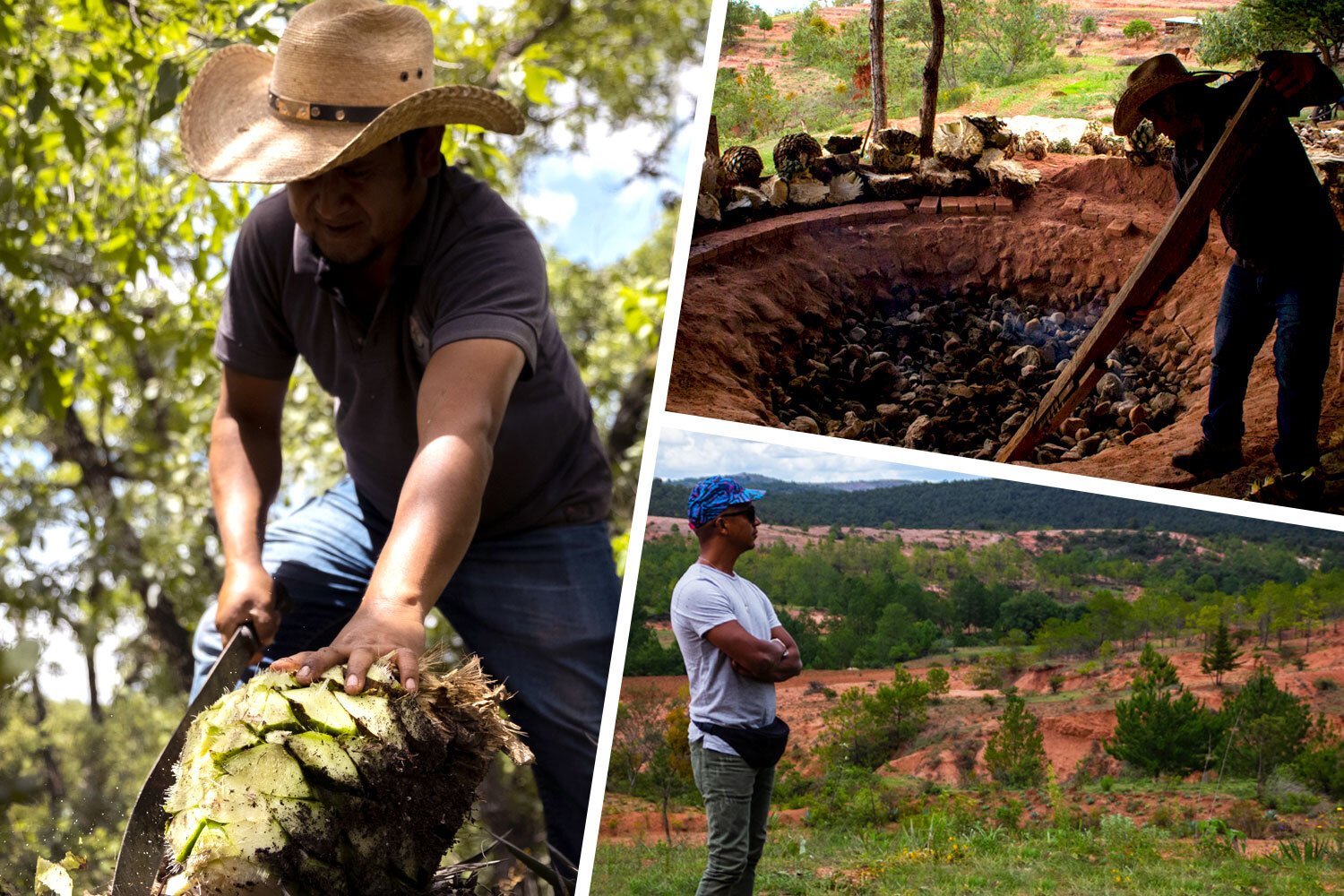 harvesting and fermenting agave for Tres Tribus mezcal