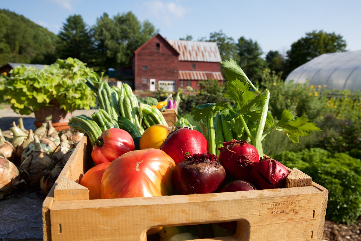 fresh produce from the garden, kelly way gardens vermont