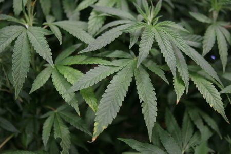 Leaves of a mature marijuana plant