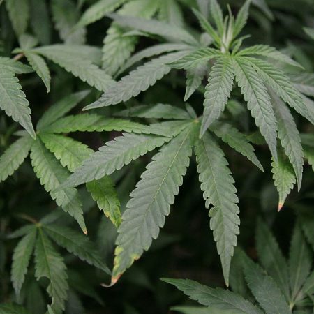 Leaves of a mature marijuana plant