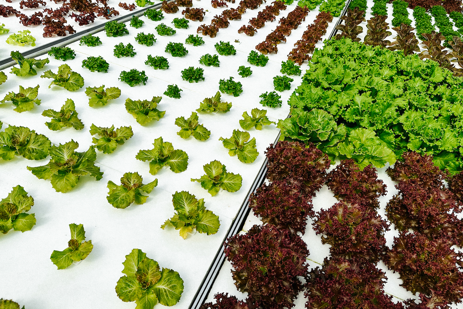 lettuce in the greenhouse at aurora anguilla