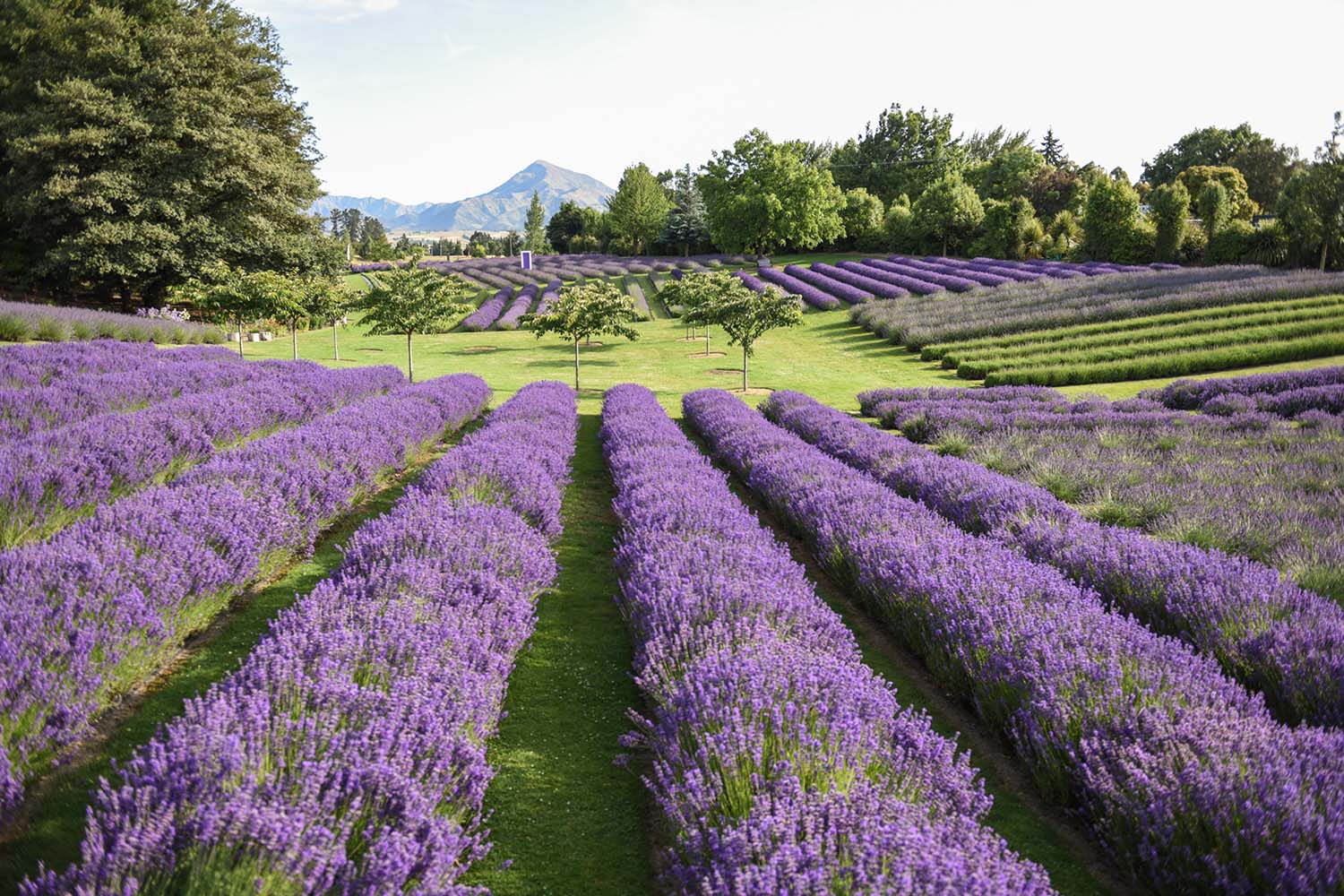 The Wānaka Lavender Farm