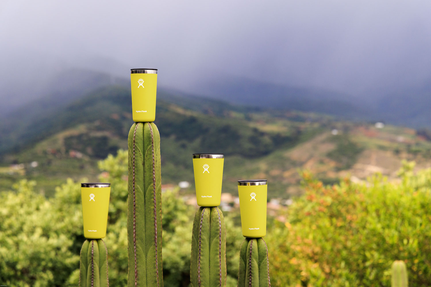 a collage of YETI thing on a cactus