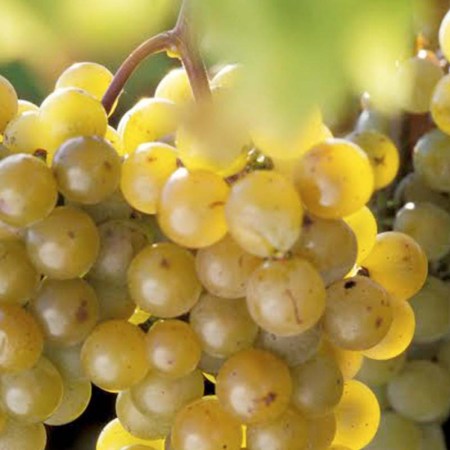 LaCrescent' grape developed by the University of Minnesota