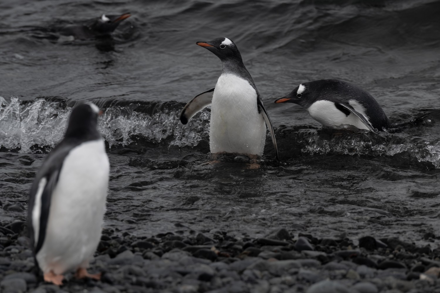 Penguins