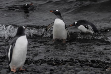 Penguins