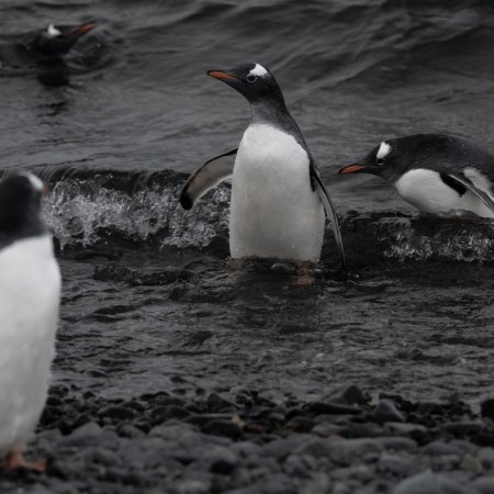 Penguins