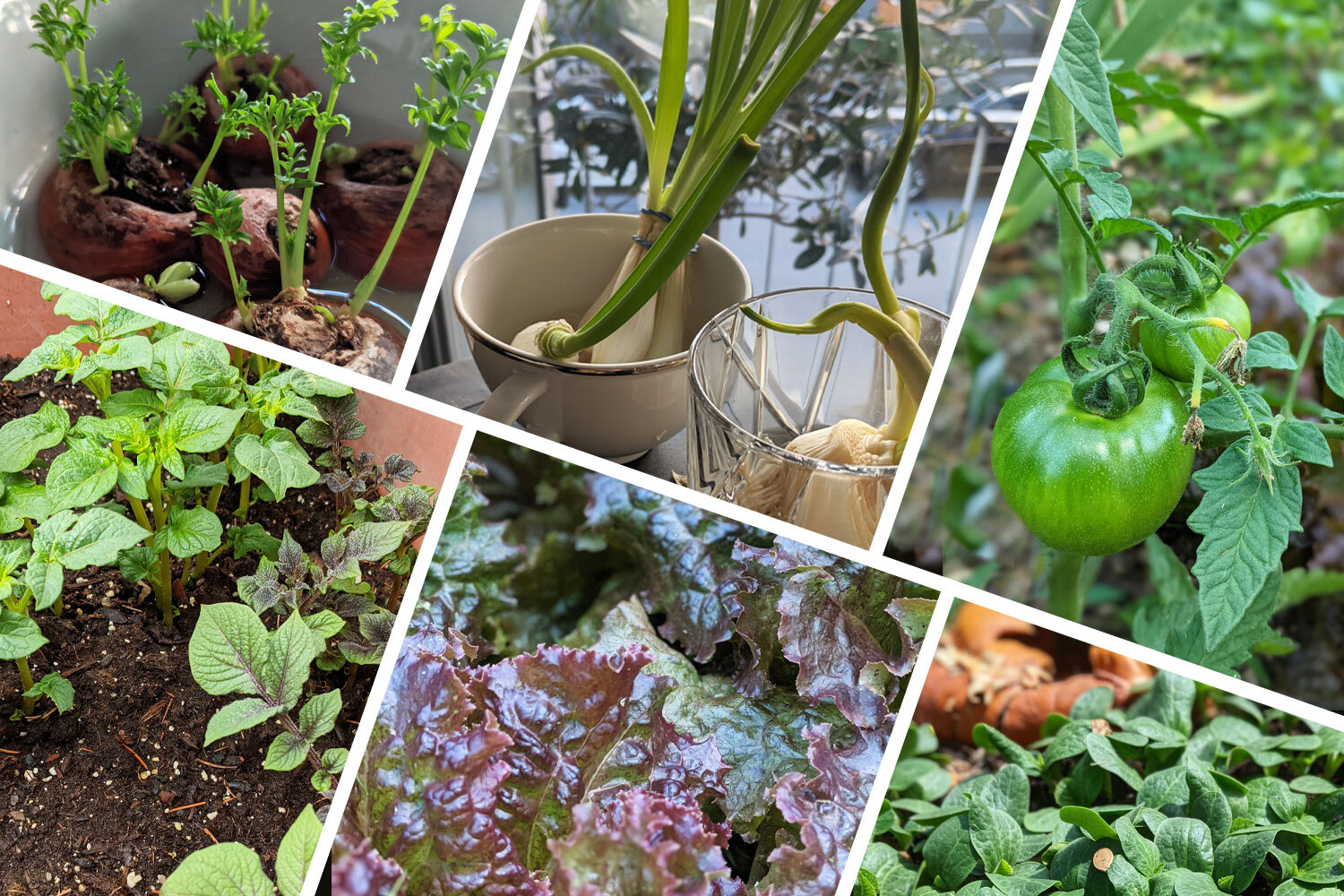 how to start a spring garden