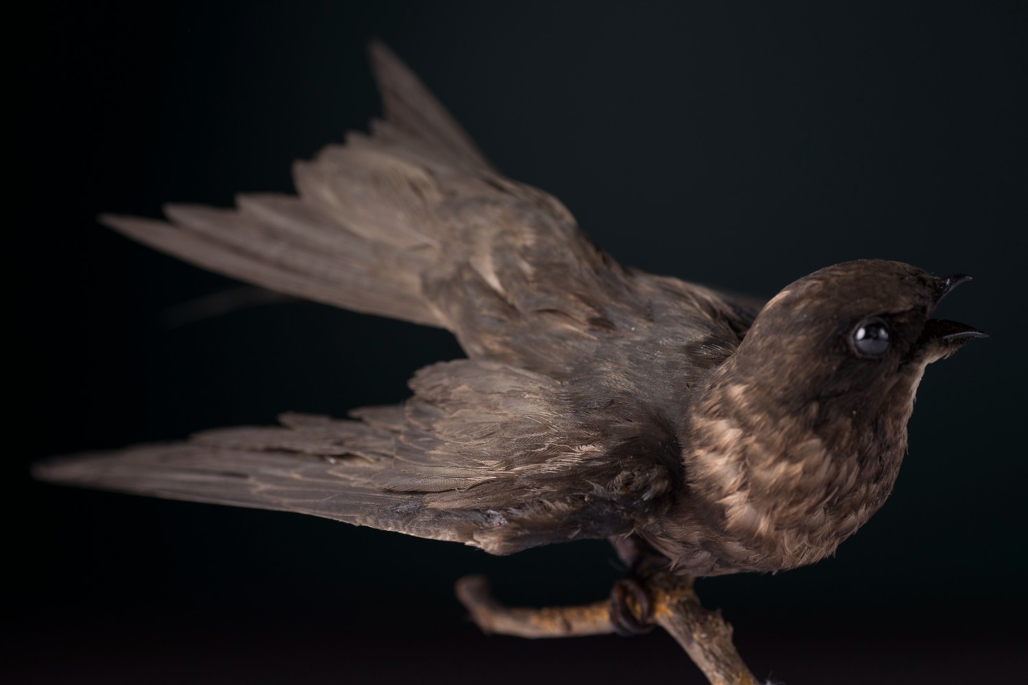 A taxidermy bird. Specimens like this are now being used in drones to track real birds.