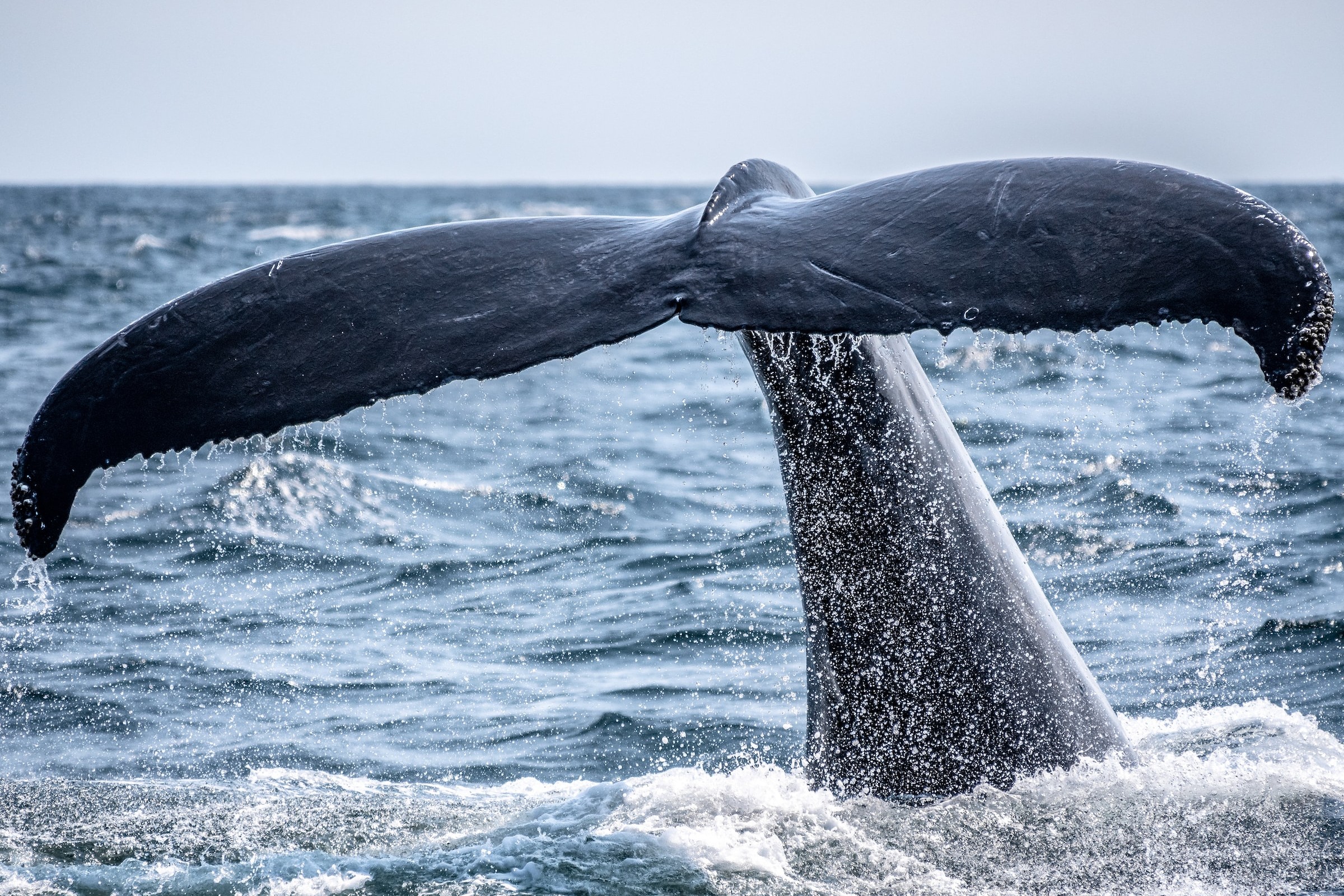 Whale