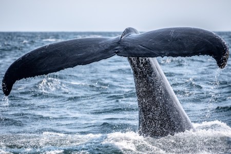 Whale