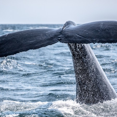 Whale
