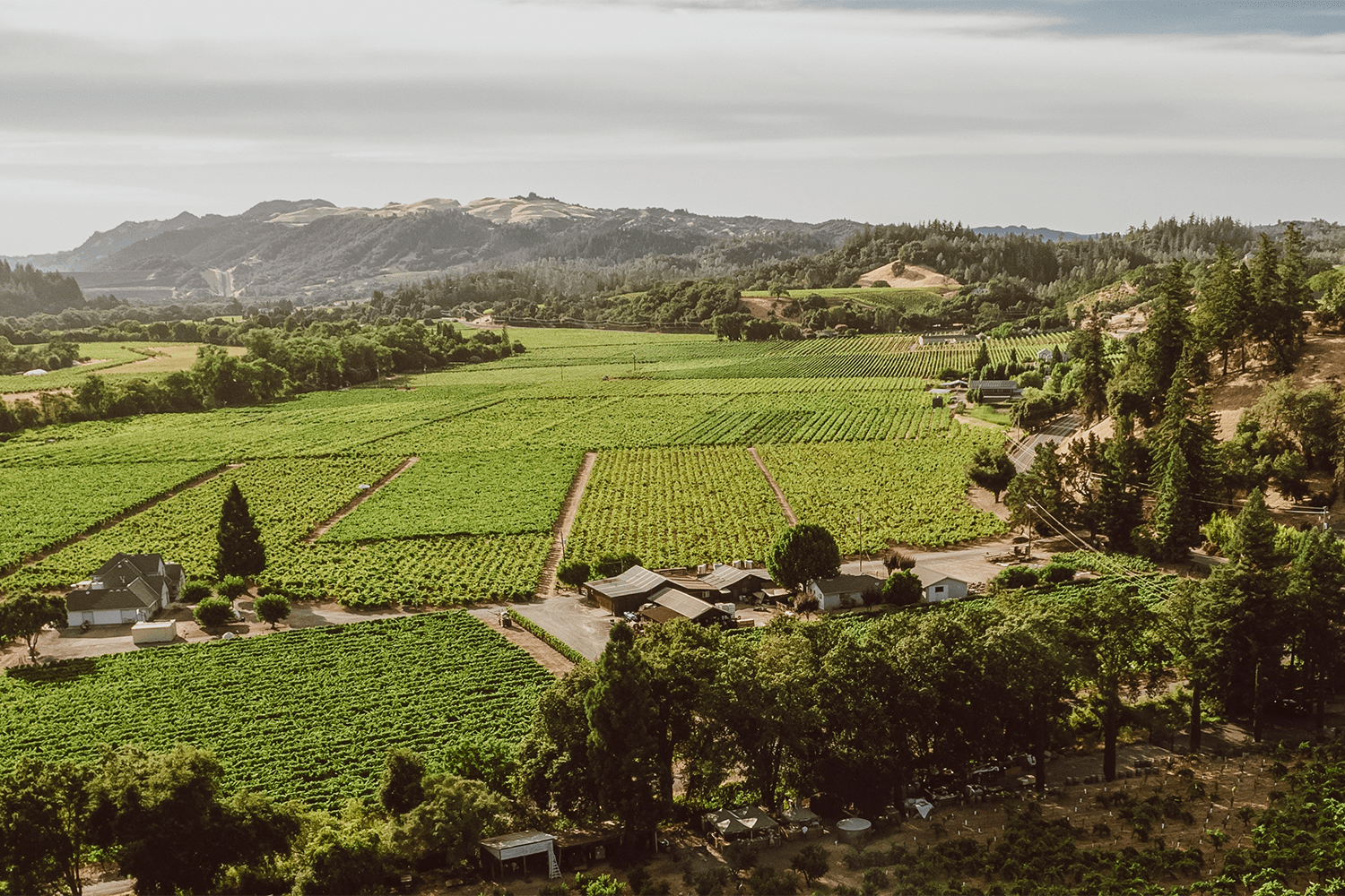 Dry Creek Valley floor