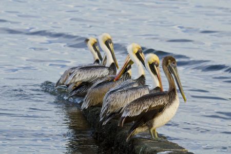 Pelicans in the water.