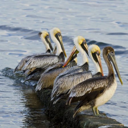 Pelicans in the water.
