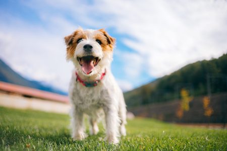 Playful jack russell terrier dog with sticking tongue.