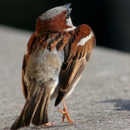 House Sparrow Dancing