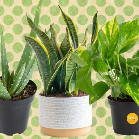 Indoor Houseplants on a green polka dotted background