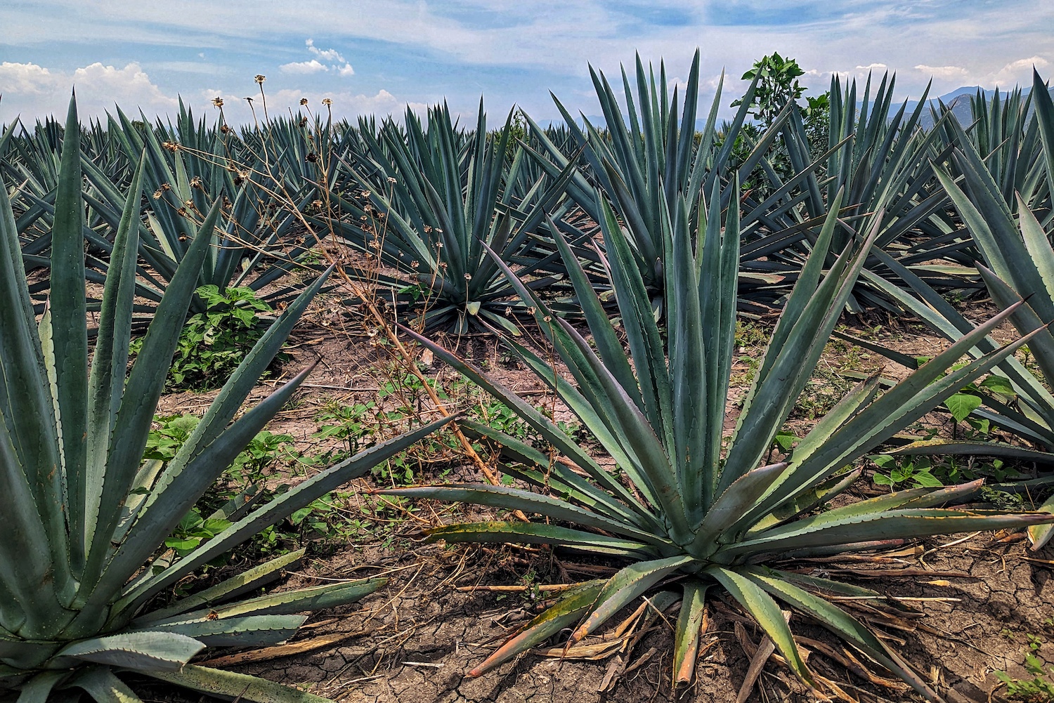 agave fields in oaxaca